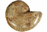 Jurassic Cut & Polished Ammonite Fossil (Half)- Madagascar #216000-1